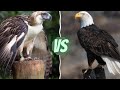 Pygargue à tête blanche contre aigle philippin. Qui gagnerait le combat