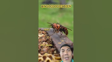 Ong bắp cày tàn phá ong mật. wasps destroy honey bees #drone #beekeeper #bee #honey