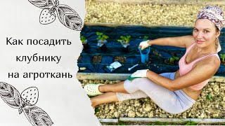 Посадка клубники на агроткань | Почему выбираю агроткань