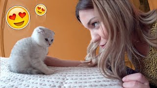 Johanna kauft 2 Baby Katzen! 😍