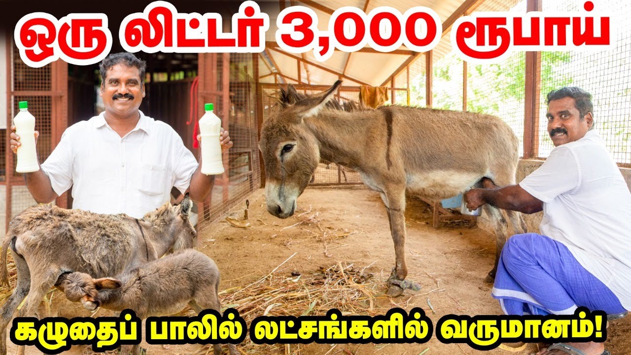 Donkey milk ஒரு லிட்டர் ₹ 3,000 | லட்சங்களில் வருமானம் ஈட்டும் விவசாயி | most expensive milk
