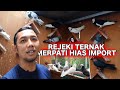 TERNAK  MERPATI HIAS DIATAS RUMAH HASILNYA BISA BELI RUMAH, TERNYATA MERPATI HIAS HARGANYA WOW..!!