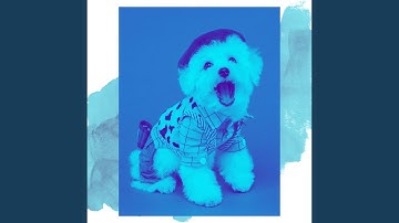 Pulsating Backdrops for Dog Training