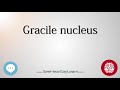 Gracile nucleus   anatomy of the brain   seehearsaylearn 