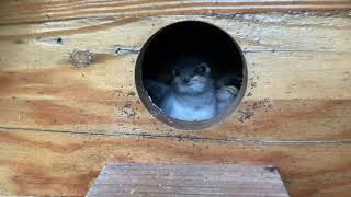 Fledgling Violet Green Swallows