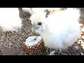 スズメバチの巣を生け取りにして、ヒヨコにあげてみた
