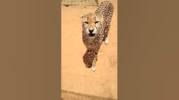 هل سبق لك أن سمعت صوت الفهد سوف تتفاجئ 