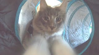 Maine Coon Obstacle Course + House Tour