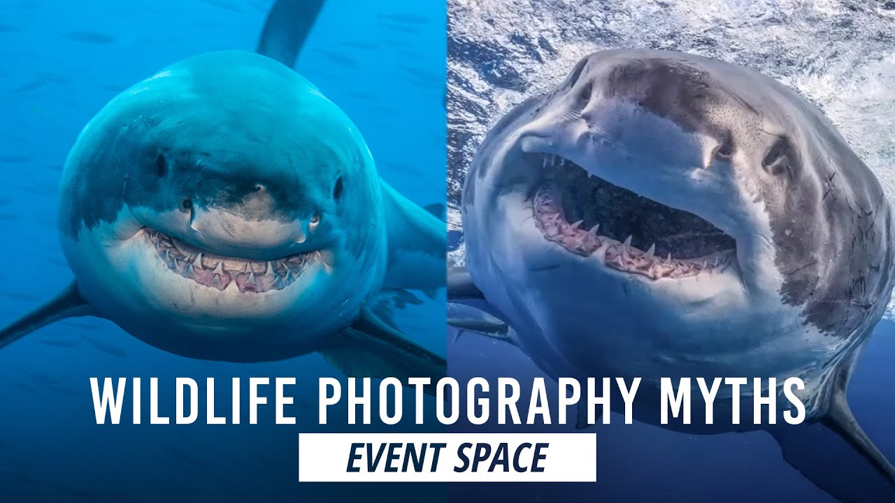 Wildlife Photography: Dispelling Myths of Dangerous Animals | B&H Event Space