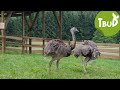 Kopf in den Sand (Folge 18) | Tiere bis unters Dach | SWR Kindernetz