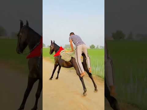تعلم ركوب الخيل بصح