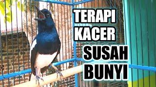 TERAPI KACER SUSAH BUNYI DI JAMIN AMPUH BIKIN KACER CEPAT GACOR 🔥🔥