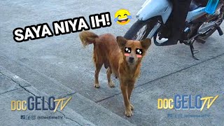 LET'S FEED A STRAY DOG (Mini Vlog) by Doc Gelo TV 765 views 3 years ago 3 minutes, 31 seconds