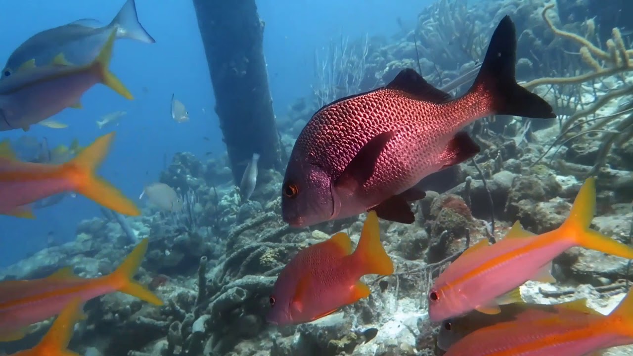 Bonaire Virtual Aquarium, Salt Pier, Bonaire, June 2020 YouTube