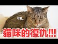 【好味小姐】貓咪的復仇！！！｜好味貓日常198