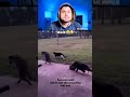 Animal funny video 😅|part-5😂#funny #ytshorts #shorts #trending #cat #pets #dog #video #viral