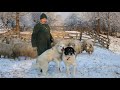 Intoarcerea oilor la saivan | Hrănirea animalelor | La saivanul lui Vasile B. Ep 34 - video 2020