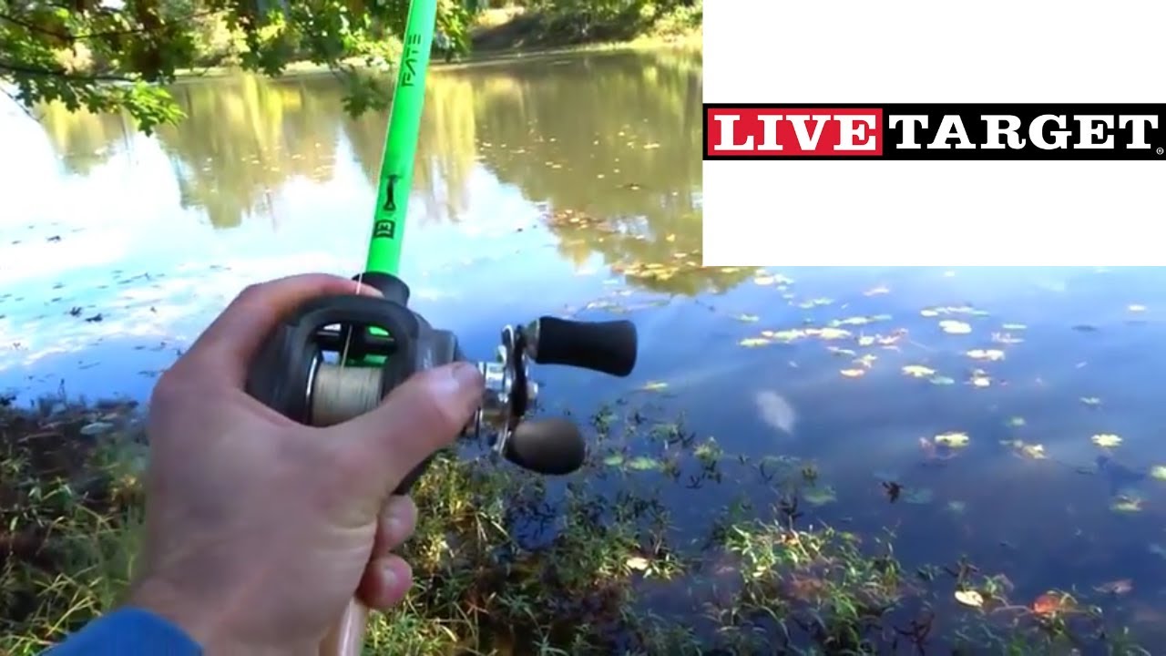 Bass Fishing from the Bank with a Livetarget Swimbait