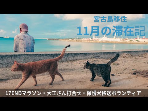 【猫のとらみと宮古島移住目指す日記】17ENDマラソンと、大工さん打ち合わせ、保護犬移送ボランティア