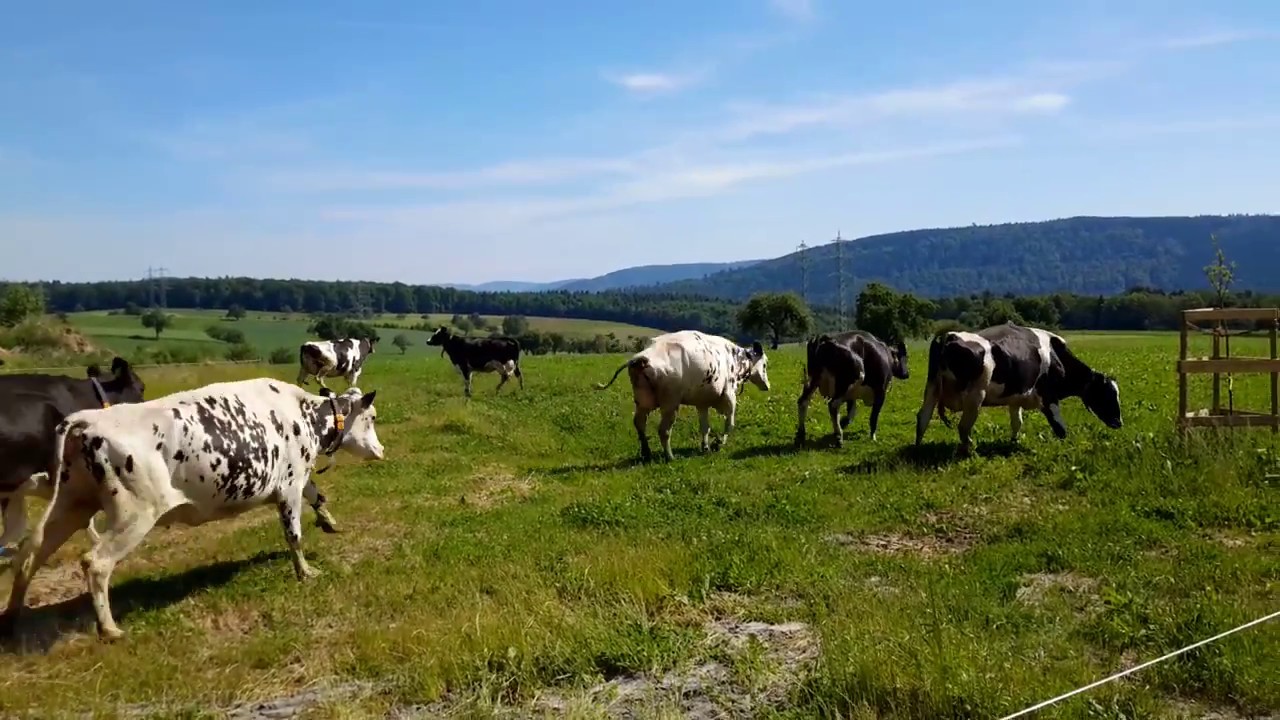 Kuhtänze in Moosbrunn