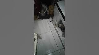 Download lagu kucing rumah ku yg  lucu