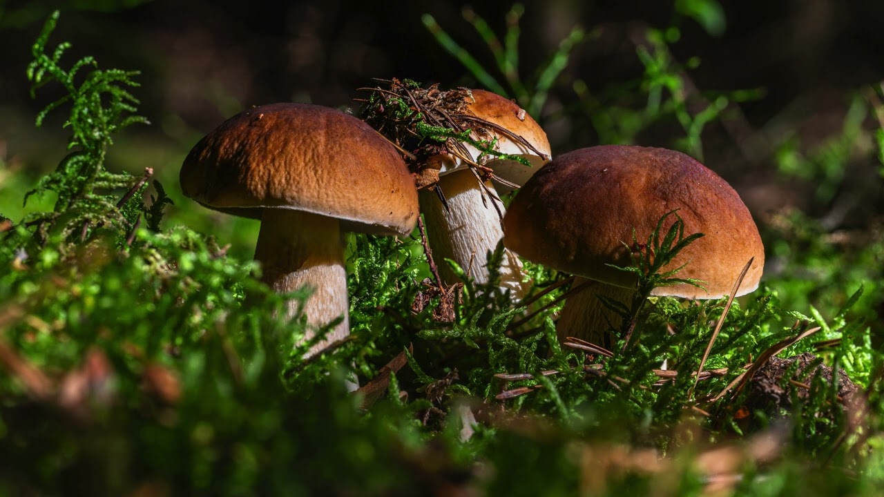 🍄🌧 magic.fungi.rain — Immersive Forest Rain Experience 