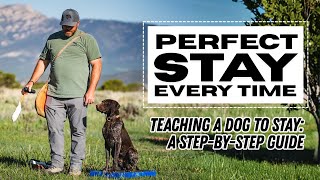 Jared Moss | Teaching a Dog to Stay: A Step-by-Step Guide