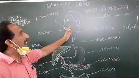 NCERT HUMAN DIGESTIVE SYSTEM पाचन तंत्र BY PRAMOD SHARMA St. Mary