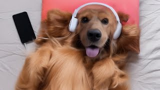 Terapia con mascotas: más de 22 horas de música relajante para  Música para gatos