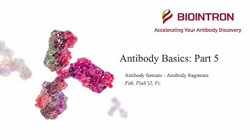 Antibody Basics: Part 5 - Antibody Formats: Antibody fragments (Fab, F(ab