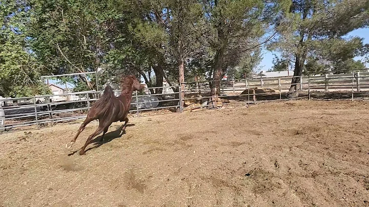 Emporio Amir Gazal Arabian Stallion