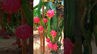 Dragon Fruit Video | #shorts #shortsfeed #viralvideo #trending #fruitfarming