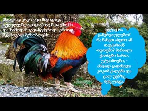 დეიდა კოკრიკო