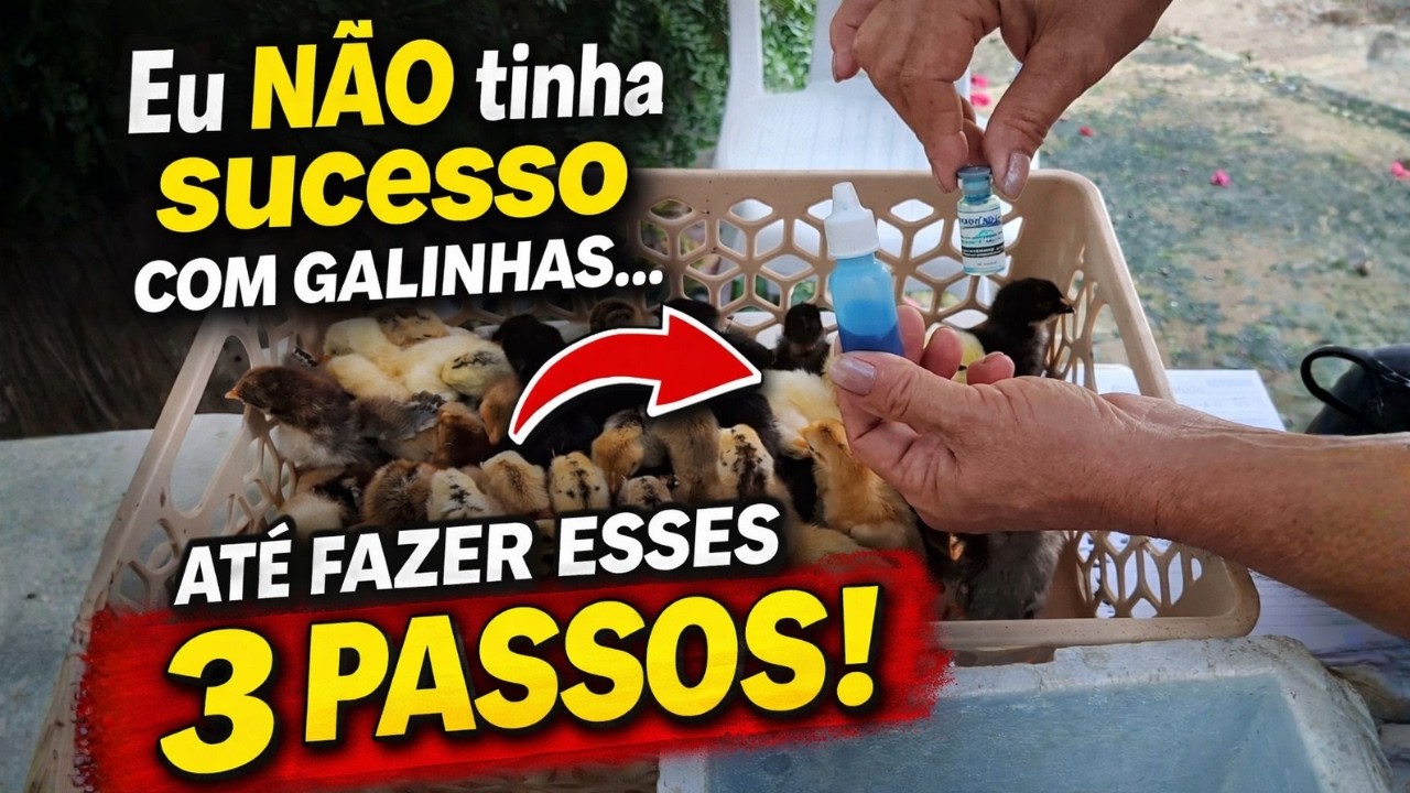 Quer ter SUCESSO com GALINHAS? Veja os 3 PASSOS - Sem isso seu CRIATÓRIO NÃO VAI PRA FRENTE!