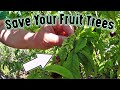 If Your Fruit Tree Has This On It's Leaves Here's What You Can Do Right Now!