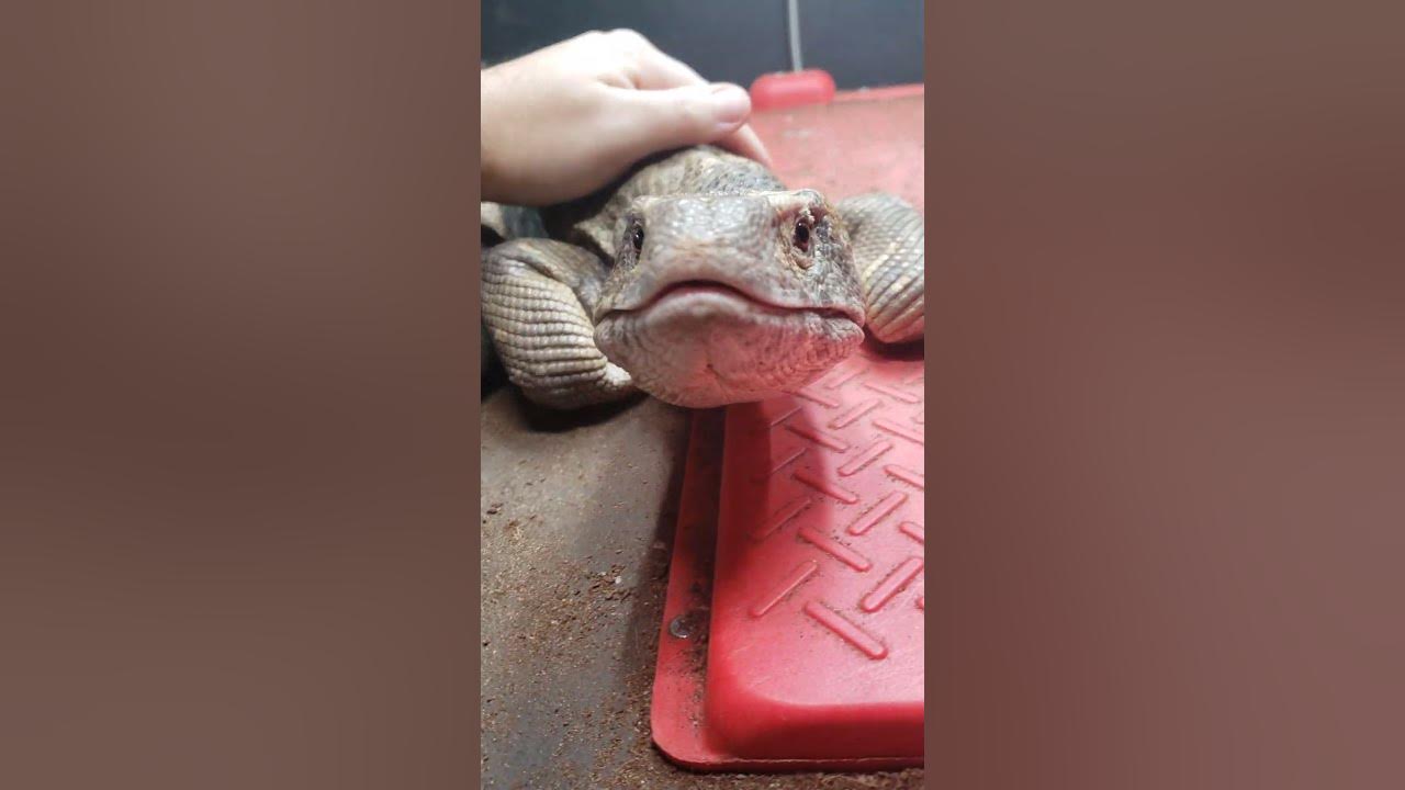 SUPER CUTE PETTING Savannah Monitor Lizard As They Wake Up! EP3 4K ...