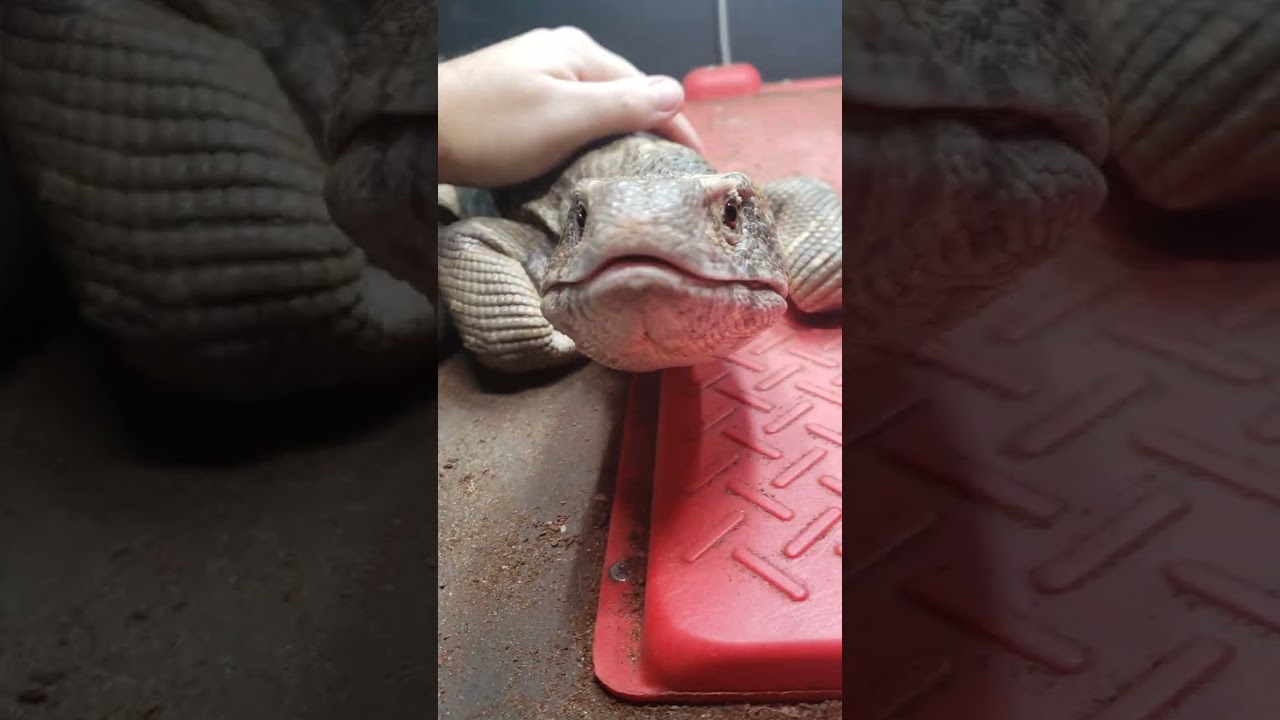 SUPER CUTE PETTING Savannah Monitor Lizard As They Wake Up! EP3 4K ...