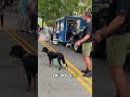 Socializing a dog with no training! #dogs