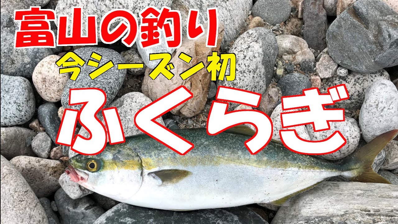 富山の釣り 今シーズン初 ふくらぎ Youtube
