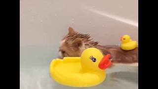 9GAG Cute Splish splash  I was taking a bath 🛀🏼