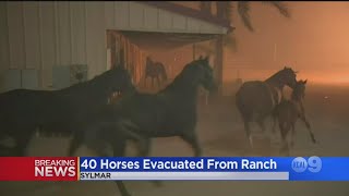 40 Spooked Horses All Make It Out Safely During Saddletree Fire