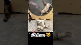 she was so tired #funnycat #catsofyoutube #cat #catfacts
