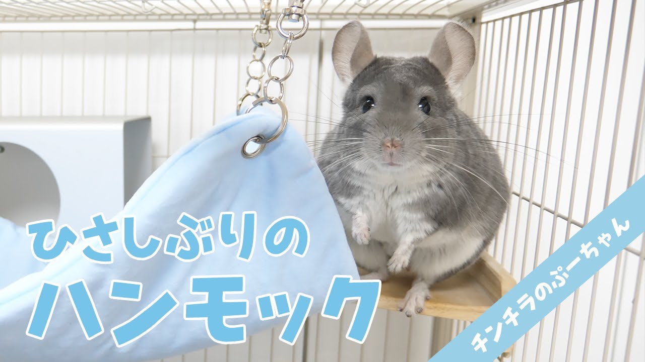 How did the chinchilla react to being in a hammock after a long