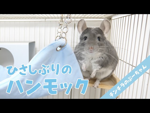 チンチラ用ハンモック プラス工房 ロイヤルチンチラ