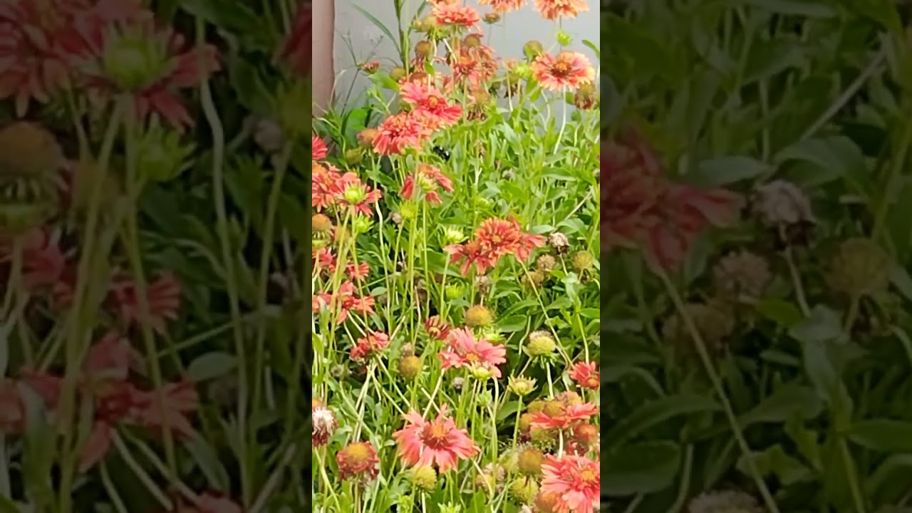 The Dance of Bees on Flowers | Nature's Pollinators