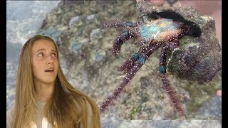 САМЫЕ ОПАСНЫЕ ЖИВОТНЫЕ МОРЯ / Если увидишь это на пляже, то не прикасайся и беги / БАЛИ / САМЫЕ ОПАСНЫЕ ЖИВОТНЫЕ МОРЯ / Если увидишь это на пляже, то не прикасайся и беги / БАЛИ /