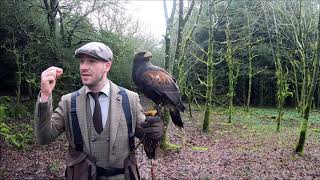 The ancient art of falconry..