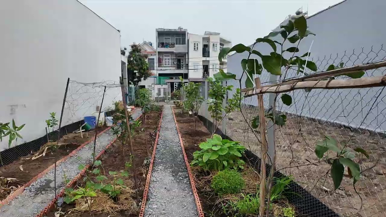 Sáng Sớm thăm vườn các cây mới trồng 