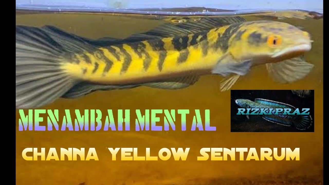 Cara Melatih Mental Ikan Channa Yellow Sentarum : CARA MELATIH MENTAL CHANNA MARU YELLOW SENTARUM - YouTube / Ikan hias predator ini cukup populer dikenal . Cara Melatih Mental Ikan Channa Yellow Sentarum : CARA MELATIH MENTAL CHANNA MARU YELLOW SENTARUM - YouTube / Ikan hias predator ini cukup populer dikenal .