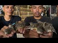 KAYAK DIPASAR BURUNG !!! STOK MELIMPAH CIBLEK - GLATIK - PODANG - TRUCUK - JALAK - CIGUN - SOGON DLL